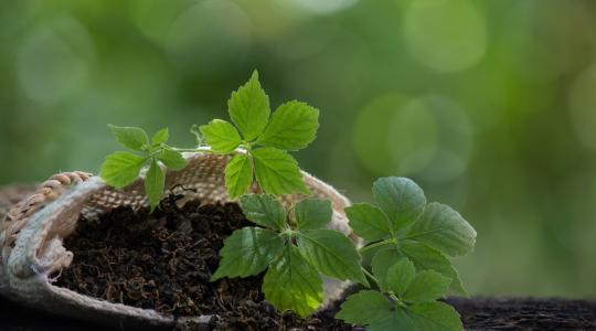 A halhatatlanság zöld titka: nevelj jiaogulant otthon!