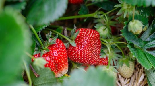 Csak óvatosan az eperrel! Ezt minden szülőnek tudnia kell