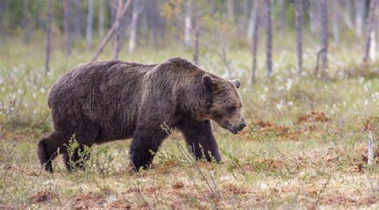 Medvét láttak Budapest közelében - Te mit tennél, ha szembejönne?