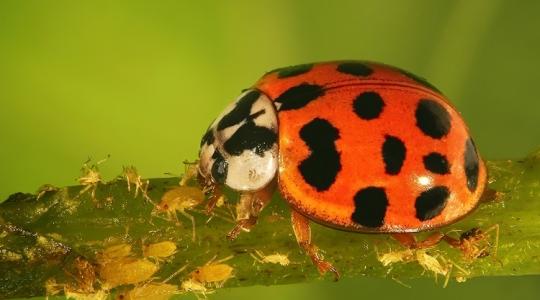 Levéltetű, liszteske, hangya? Végük van, ha ezt tudod!