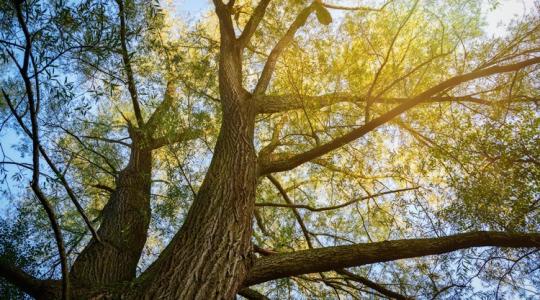 7 fa, 7 történet – Te szavaztál már az Év Fája 2025 versenyen?