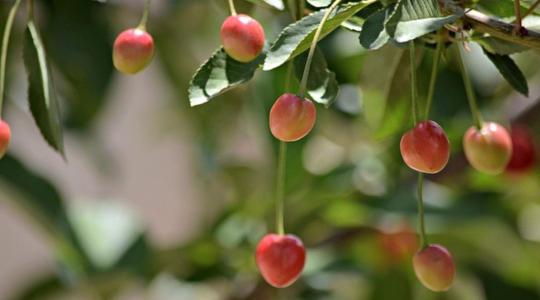 Aszkospórák és almamolyok: ne késlekedj a permetezéssel!