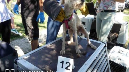 Kutyamentőnek hitte magát a zalai nő, aki fagyasztóládákban tárolta a tetemeket