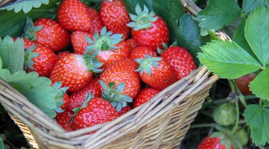 Megérkezett a hazai szamóca: borsos áron indult a szezon