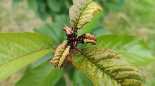 Növényvédelmi előrejelzés: levéltetű invázió – ideje védekezni!