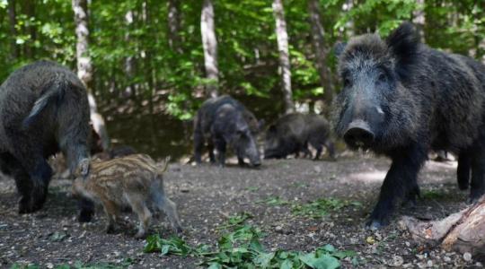 Nem bírnak a vaddal Siófokon, már belterületen is vadásszák