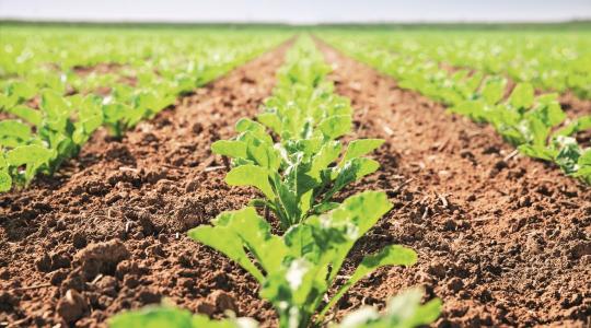 Hárítsuk el a fertőzést még a gombák megjelenése előtt!