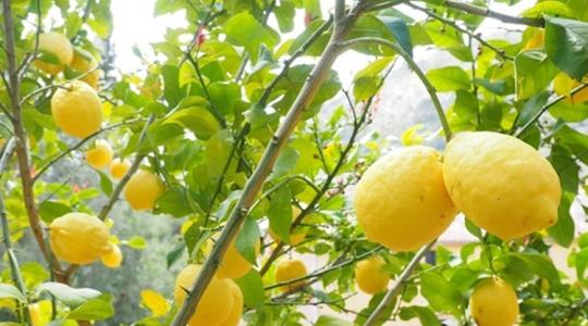 Citromfa a kertben: ezért nem terem a magról nevelt példány