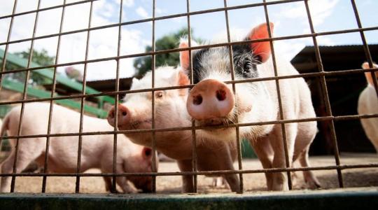 Magyar állattenyésztés: pillanatkép a viharok után