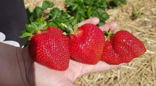 Brutális méretű eper Lakhegyről – ilyet még nem látott a piac!