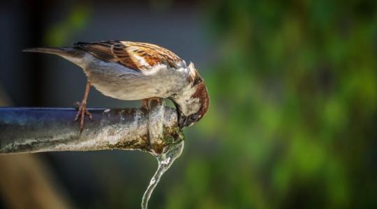 Durván változhat, hogyan öntözünk – itt az EU új vízterve!