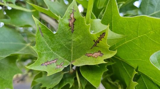 Újra terjed a platánok rettegett kórokozója