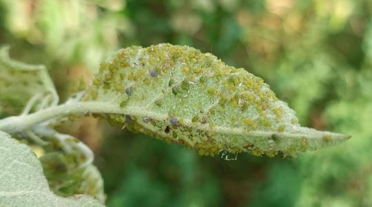 Növényvédelmi előrejelzés: mindent elleptek a levéltetvek!