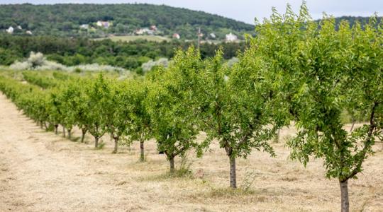 Mandulatermesztés: Rejtett aranybánya a hazai mezőgazdaságban