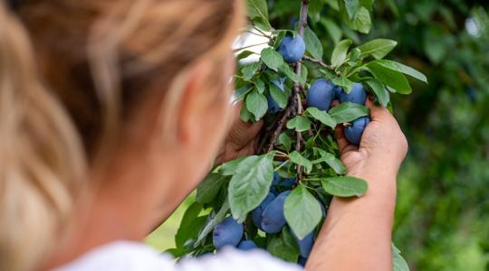 Ezért rajonganak a magyarok a szedd magad akciókért!