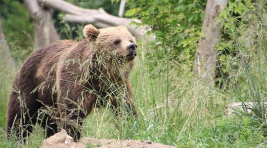 Fiatal medve jelent meg egy magyar faluban, nem tudni, merre lehet most