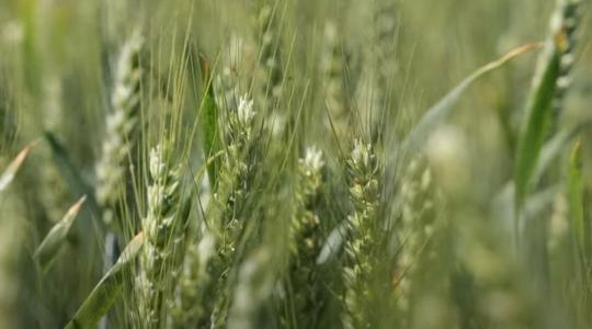 Milyen szerepe van a vetésidőnek és tőszámnak a búzatermesztés sikerében? + VIDEÓ