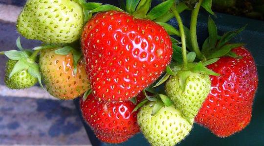 Félve vártuk a szamócaszezont, de a legtöbben elégedettek lehetnek