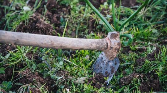 Meglepő, de ezek a kerti gyomok nagyon hasznosak!