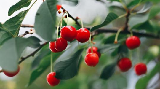 Gyümölcsösök védelme: még nincs vége a harcnak