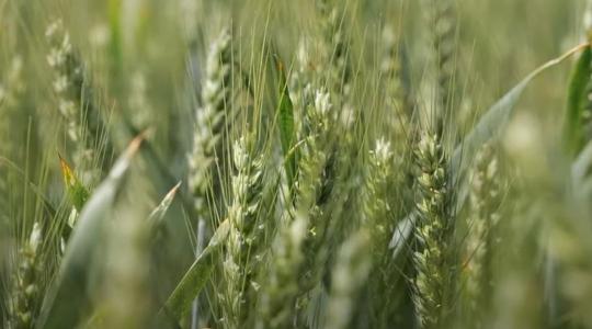 Mennyit ér a jó vetésidő? + VIDEÓ