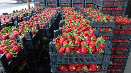 Buktak az „ál-lajosmizsei eprek” – komoly bírságokat hozott az országos ellenőrzés