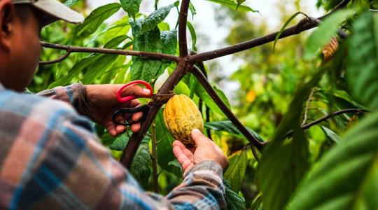 A termesztők veszítenek, a fogyasztók fizetnek: kakaóválság Afrikában és Európában