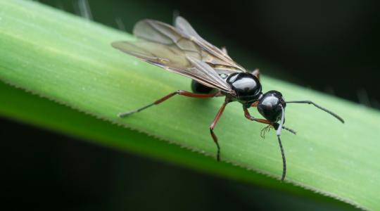 Szárnyas hangyáid vannak? Itt a megoldás!