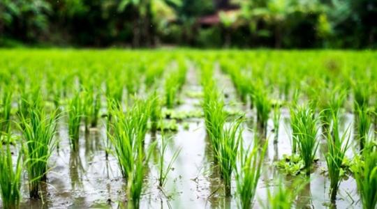 Drámai terméshozam-csökkenés várható