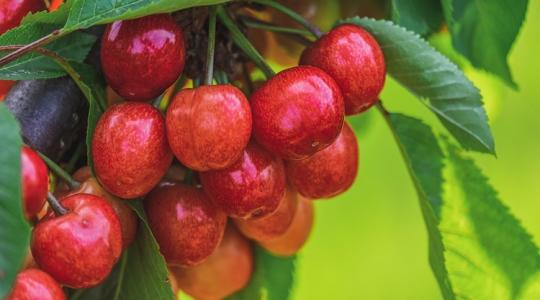 Lenyeltél egy kukacot a cseresznyével? Eláruljuk, mi történik!
