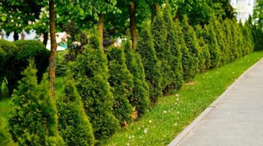 A tuja belül barnulni kezdett? Nem mindig betegség okozza a furcsa tünetet