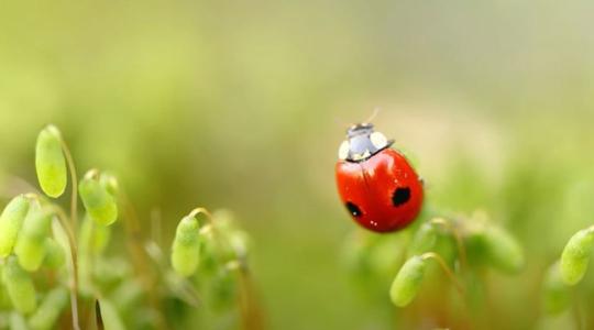 Hogyan védekezhetünk természetesen a levéltetvek és a cseresznyelégy ellen? + VIDEÓ