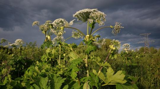 Égési sérülést, vakságot okozhat, és most újra terjed ez a növény
