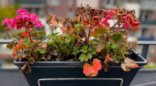 Vigyázz a muskátlira! Ezt el ne rontsd!