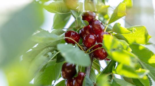 Veszélyben a magyar cseresznyeágazat