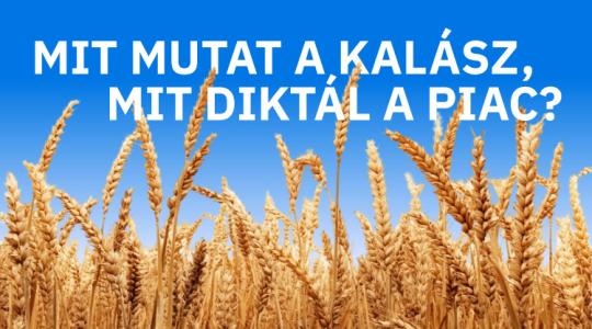 Mit mutat a kalász? Mit diktál a piac? – Agroinform webinárium
