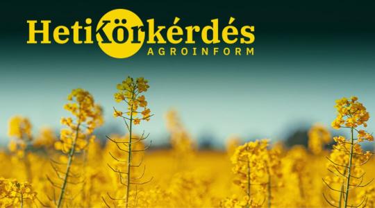 Melyek a nitrogénhasznosításban jeleskedő repcék? – Heti Körkérdés
