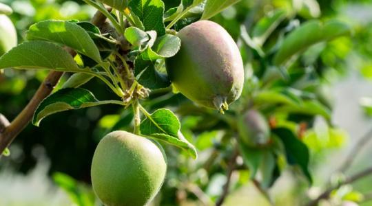 Éretlenül potyog le az alma? Itt a megoldás!