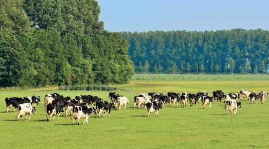 Valóban az állatok lehetnek a bolygó megmentői?