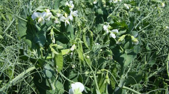 Kiszámítható profit: ezért éri meg őszi borsót termeszteni