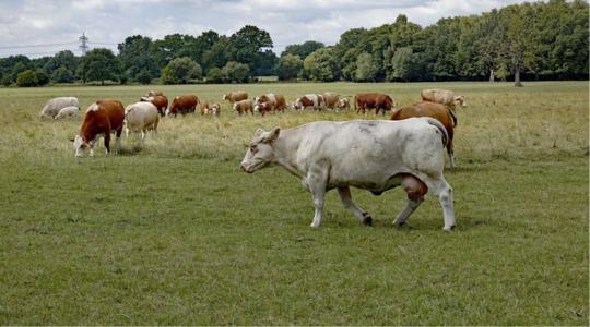 Hatalmas siker: Magyar gazda is szerepel a Top 50 Farmers nemzetközi listáján