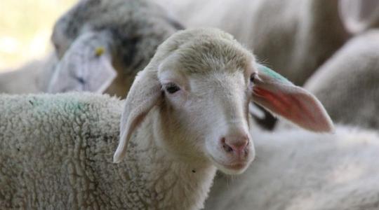 Veszély közeleg: ismét terjed a juh- és kecskehimlő Európában