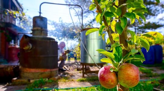A zugfőzés reneszánsza – Ez a gyümölcs mentheti meg a 2025-ös pálinkaszezont