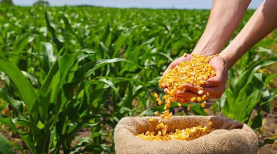 A kukorica ára zuhan, a búza drágul – mit tehet a magyar gazda?