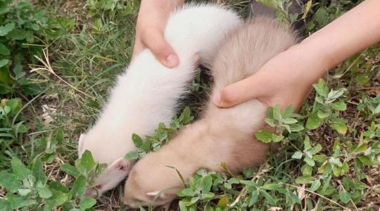 Ez a hét hirdetése: Eladó kilenc játékos vadászgörény kölyök