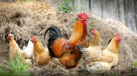 Kettesével veszi a lépcsőt felfelé a baromfi ára