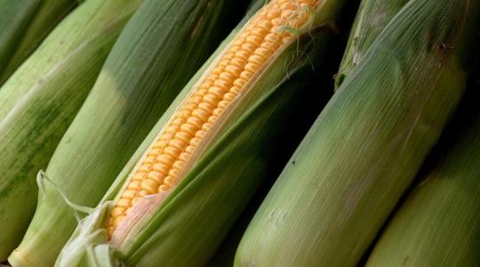 Mire figyeljünk a kukoricában alkalmazott gyomirtók esetén?