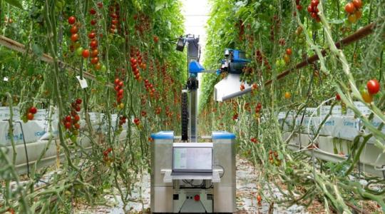 Paradicsomszüret: Gondban vagy a betakarításnál, nincs, aki segítsen?