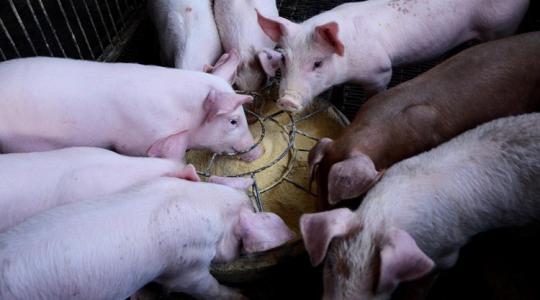 Zoonózisok: A megelőzés az állatok bélrendszerében kezdődik