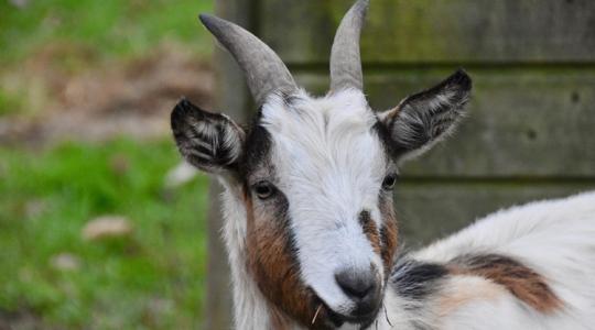 Ezért vetik be a kecskéket: meglepő módszer a Balatonnál